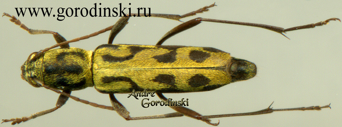 http://www.gorodinski.ru/cerambyx/Xylotrechus retractus.jpg